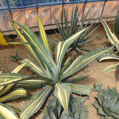 アメリカーナ 3色縞斑 子株 地植え 耐寒性 終わっ アメリカーナ 3色縞斑 子株 地植え 耐寒性 終わっ